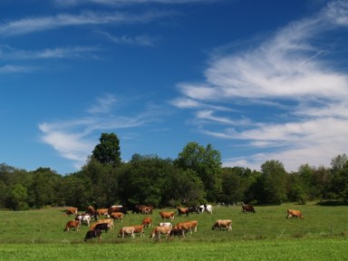 Sprout-Creek-Farm1