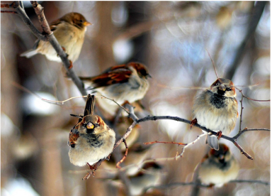 birds in central park