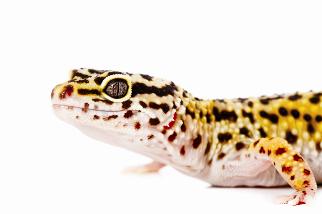 leopard-gecko