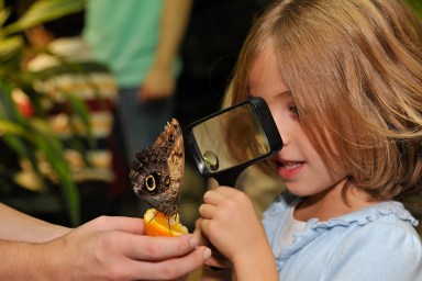 Butterfly Conservatory — photo by AMNH and D. Finnin