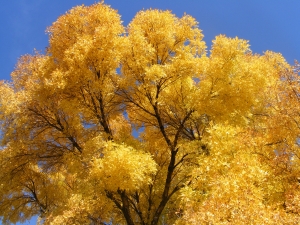 foliage