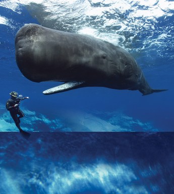 American Museum of Natural History (Whales Giants of the Deep) — photo by Brandon Cole, Romeo V&W, SeaPics.com