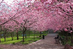 1387465_the_beauty_of_cherry_blossoms