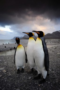 American-Museum-of-Natural-History-Penguins-IMAX-2