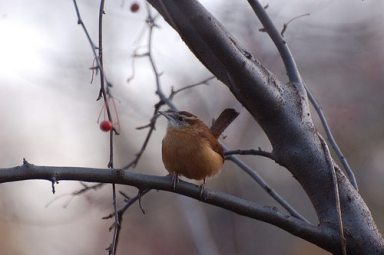 Carolina Wren