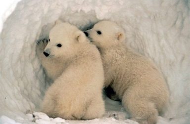 baby polar bears