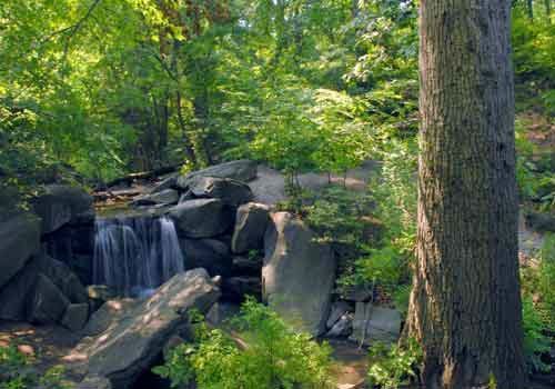 Central Park: North Woods