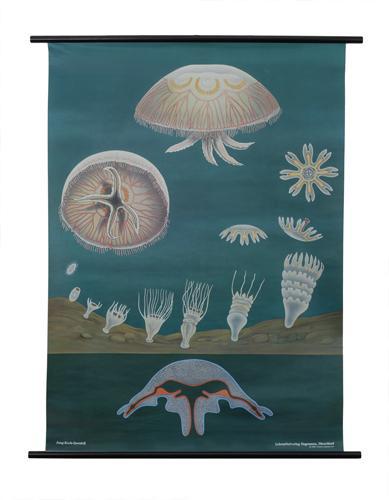 Evolution Store Jellyfish Zoology Poster 