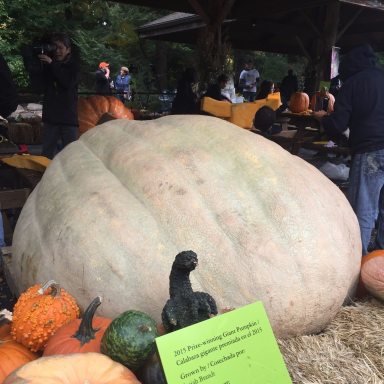 big ass pumpkin