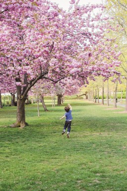 Cherry Esplanade at BBG_Photo by Liz Ligon_ Courtesy of Brooklyn Botanic Garden_edited