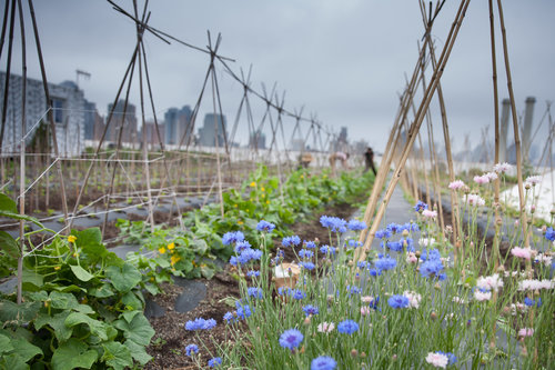 Brooklyn Grange Farm