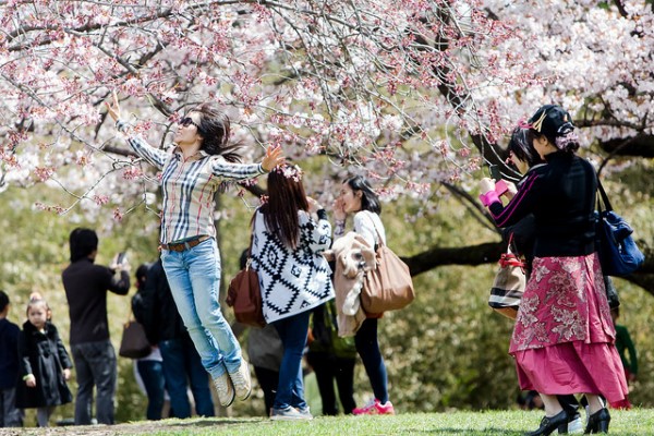 Sakura Matsuri