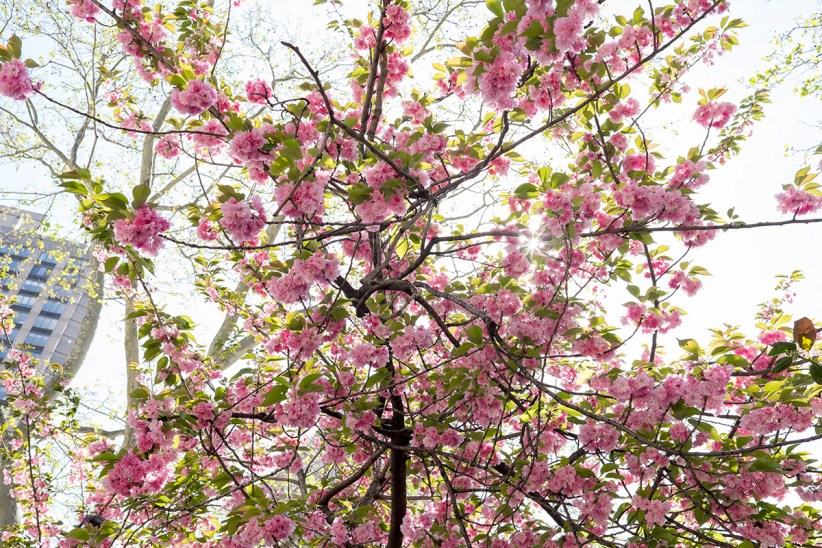 Arbor Day 2018 in Madison Square Park