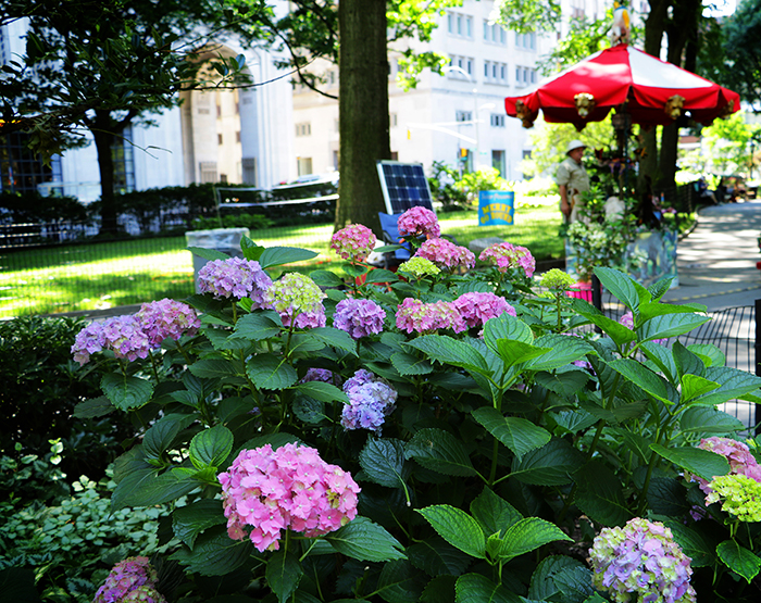 Hydrangea Hurrah 