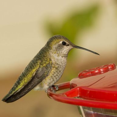 hummingbird