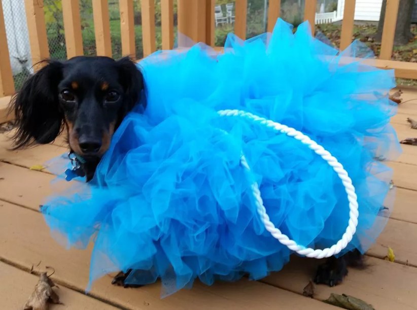 A Giant Loofah