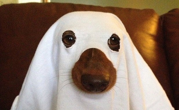 Ghost Pup