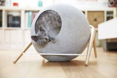 cute kitten in gray circular bed