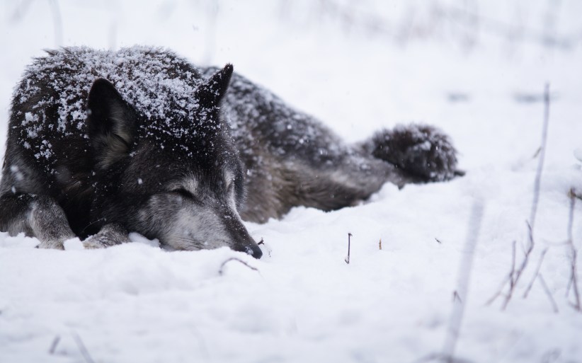 Watching The Wolves At The Lakota Wolf Preserve