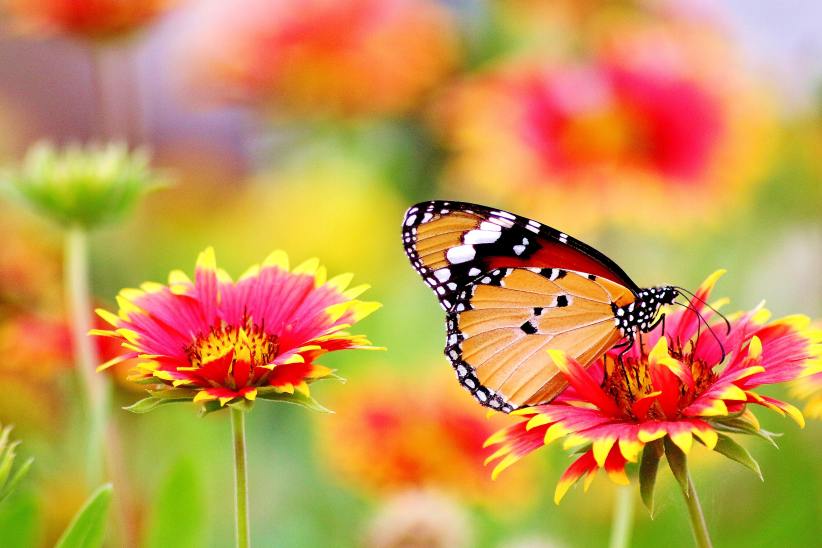 The Butterfly Conservatory at AMNH