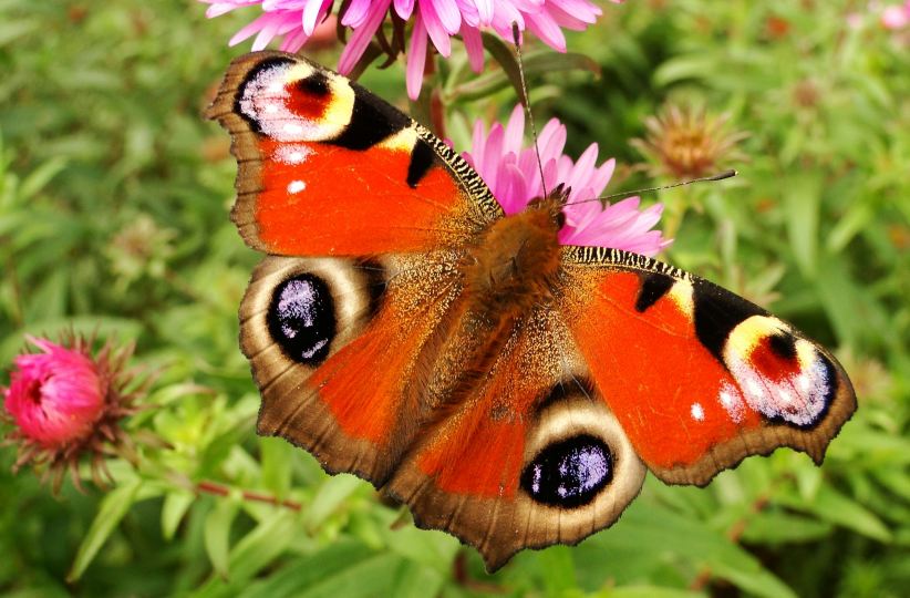 The Butterfly Conservatory: Tropical Butterflies Alive in Winter