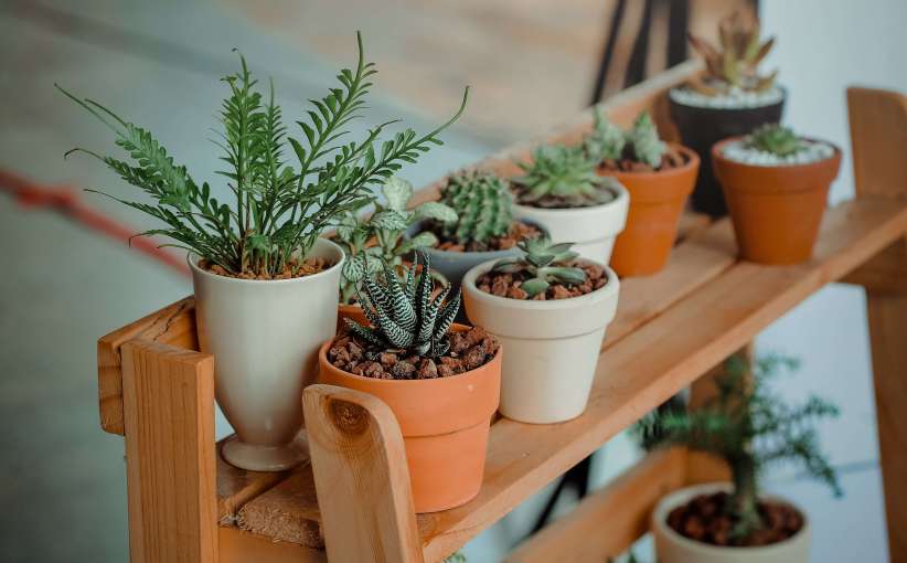 Budding Botanist