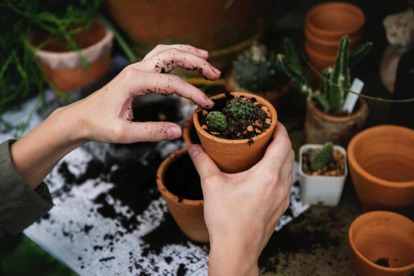 Budding Botanist