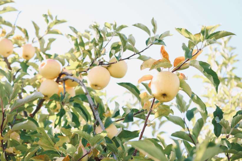 Apple Dave's Orchard