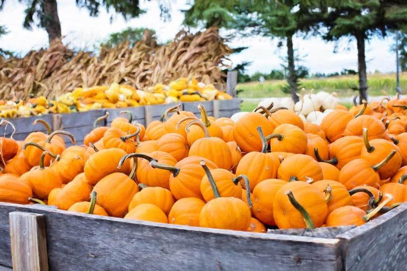    Pumpkin Picking In and Near NY