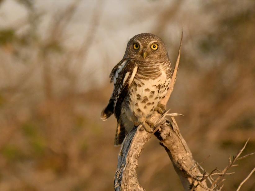 Discovery Hike: Nocturnal Wildlife