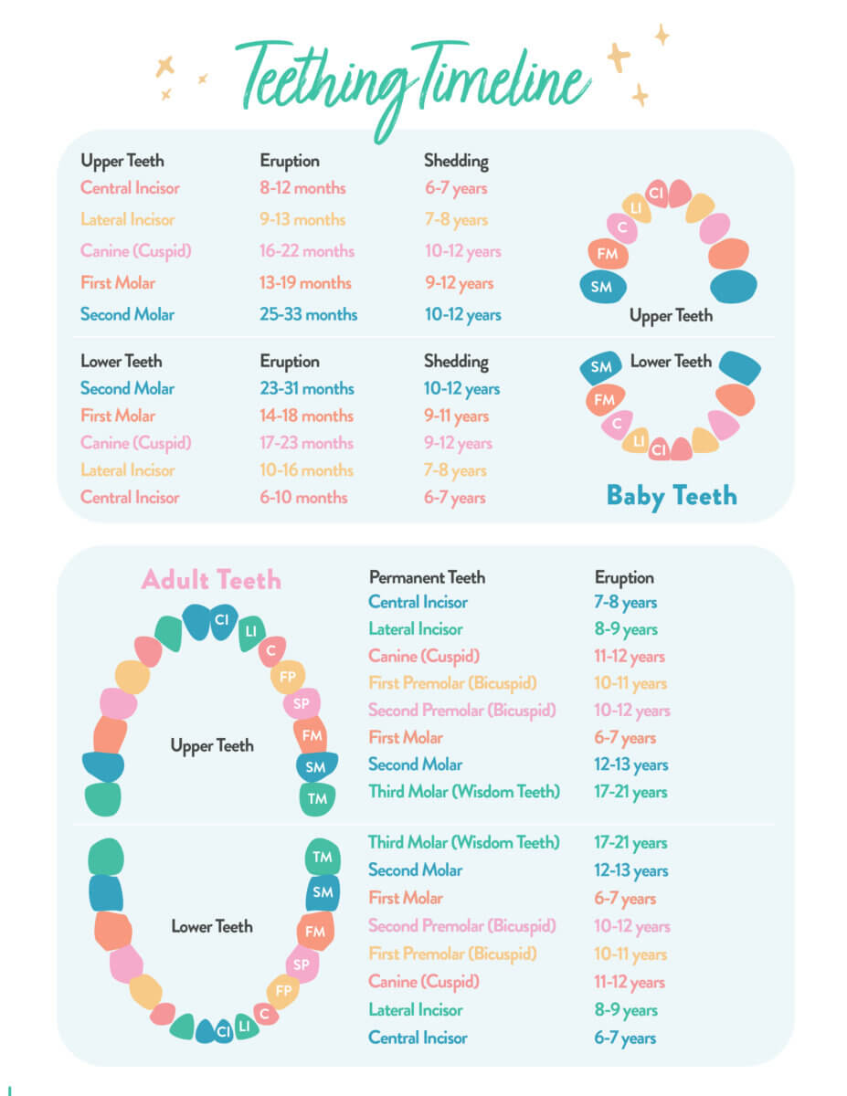 Printable Teething Timeline and Toothbrushing Chart for Kids