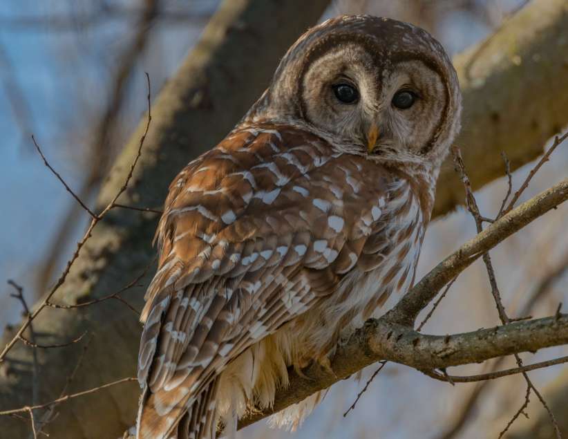 All About Owls Class with the Urban Park Rangers - Annadale, Staten Island