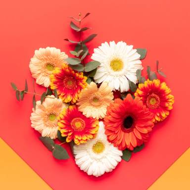 Happy Mother’s Day, Women’s Day, Valentine’s Day or Birthday Living Coral and Lush Lava Background. Floral flat lay greeting card with beautiful gerberas.