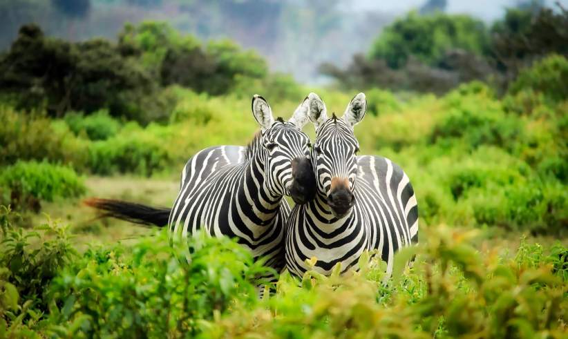 Meet the Zoo’s Wildlife From Home With a Virtual Zoo Tour