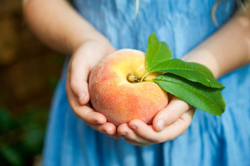 Peach Picking 