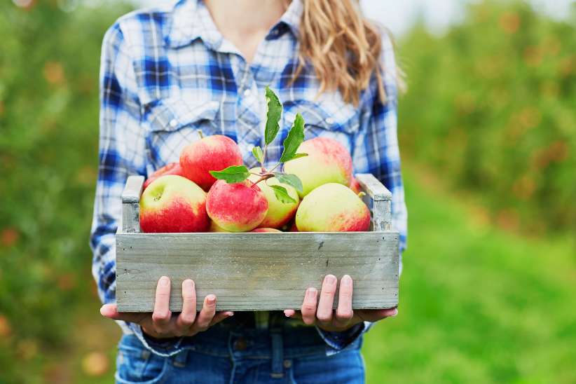 Apple Picking