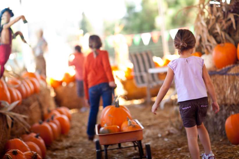 Pumpkin Picking