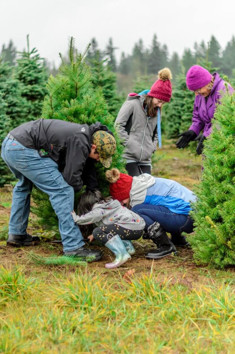 Where to Cut Your Own Christmas Tree Near NYC 2021