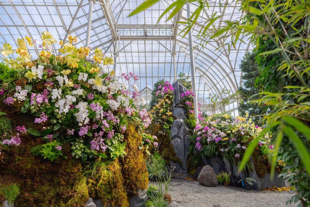 The Orchid Show Returns for 20th Year at NYBG New York Family