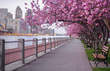 cherry blossoms in nyc