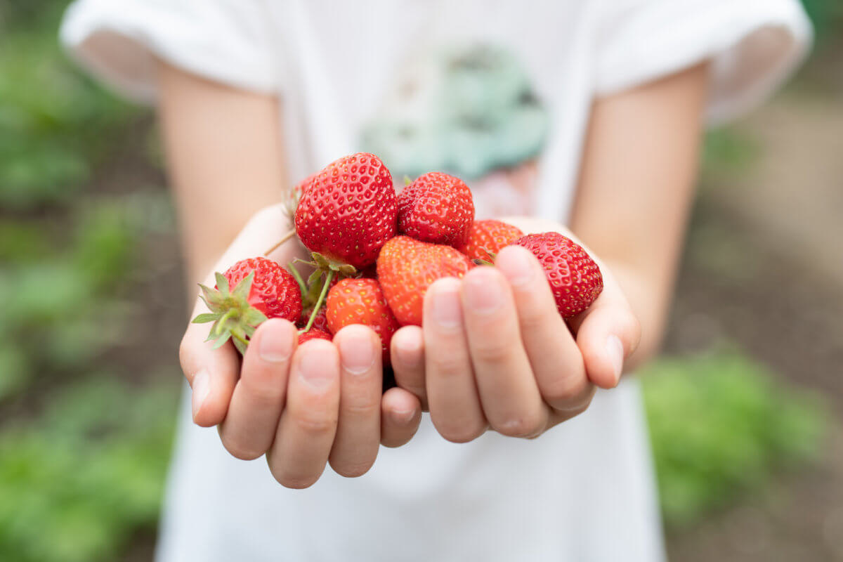 Best Strawberry Picking Spots Around NYC 2024