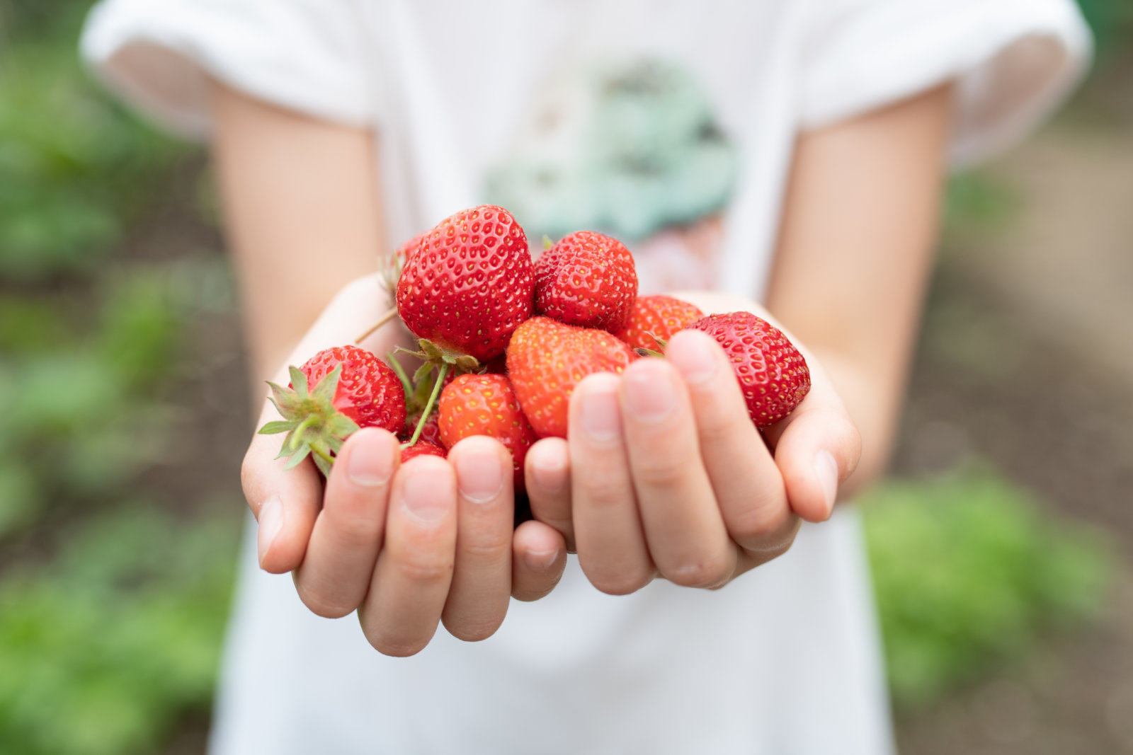 Best Strawberry Picking Spots Around NYC 2024   GettyImages 1318146403 1600x1067 