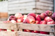 16 Best Apple Picking Near New York City New York Family