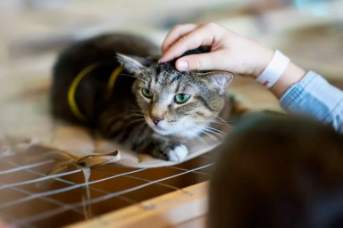 Afraid homeless alone cat with frightened look, lying on cage in shelter waiting for home, for someone to adopt him. Girl volunteer tries to calm and support the kitten