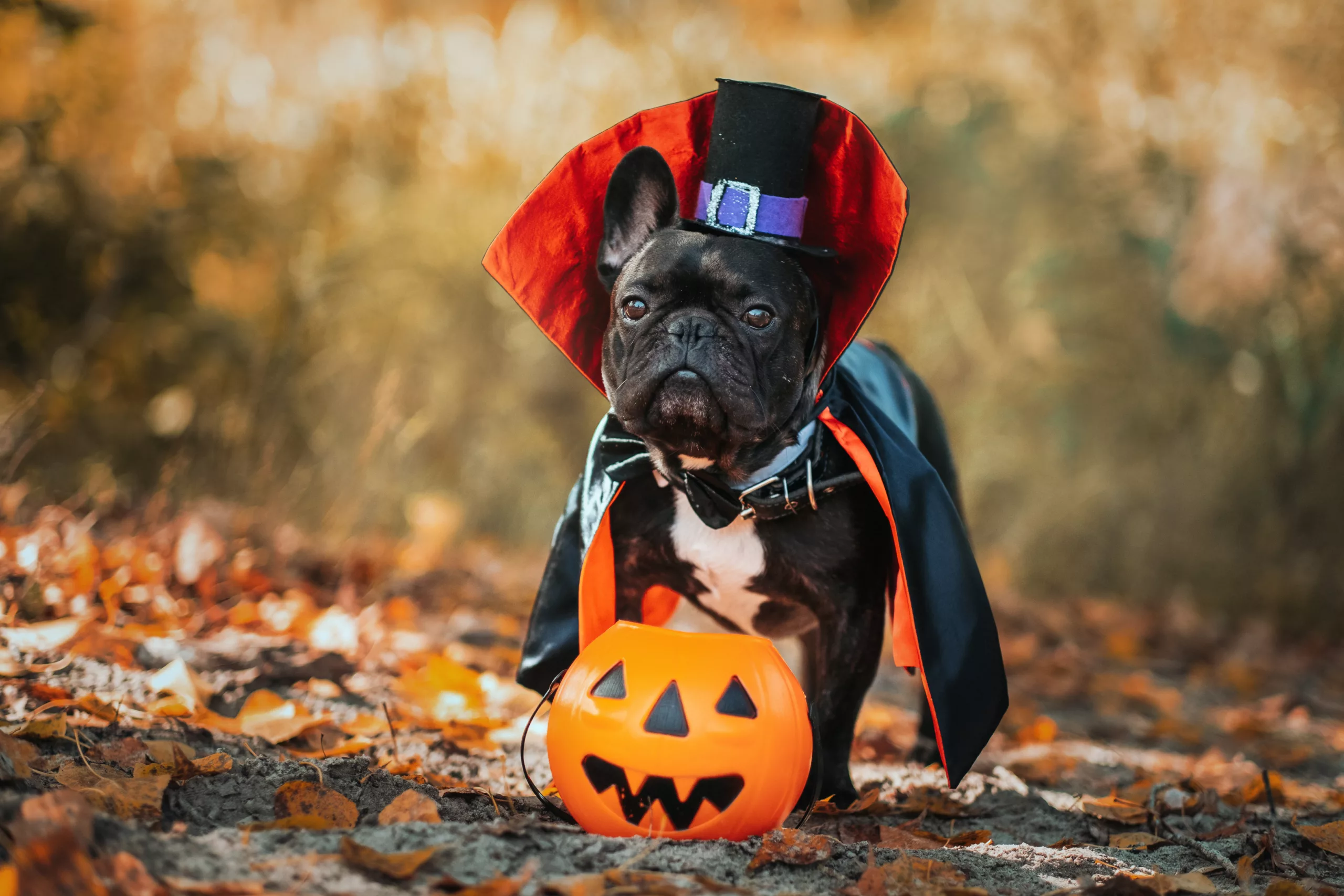 33 editor-favorite pet Halloween costumes