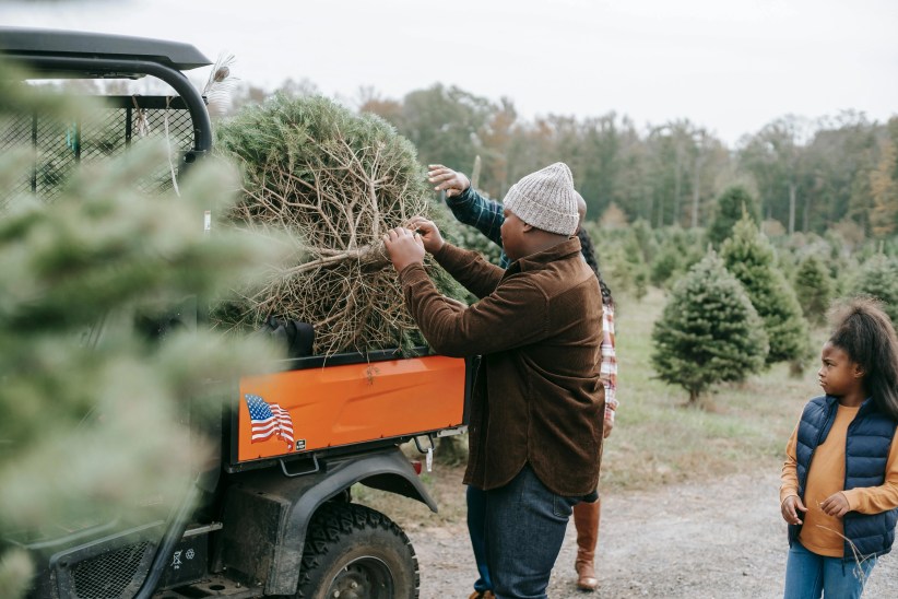 Christmas tree farms