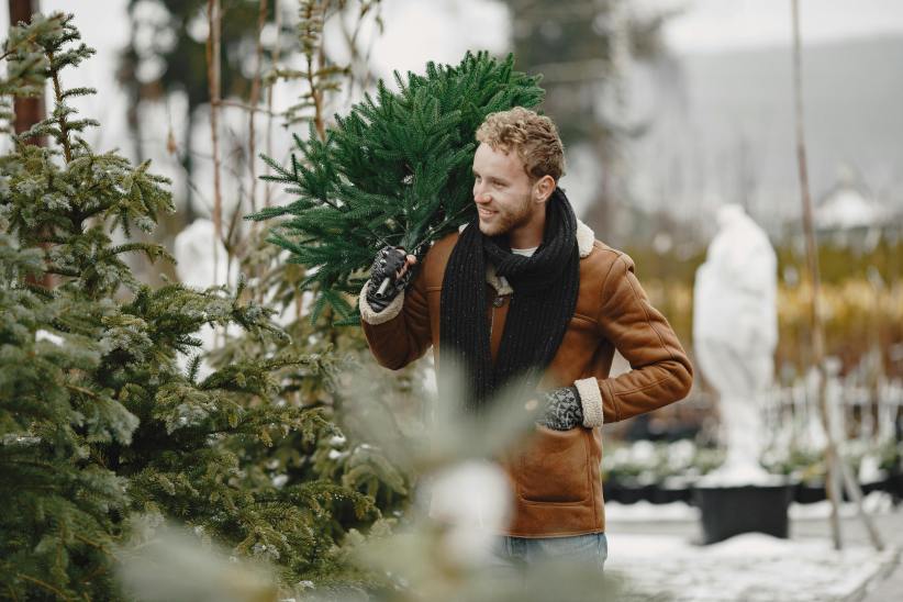 Christmas tree farms