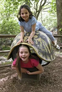 Bronx-Zoo-kidsinturtleshellbyjm