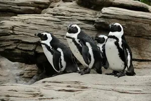 Julie-Larsen-Maher-Black-footed-penguins