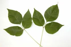 Leaves-of-Three